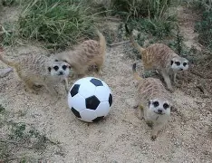 NGSPORTS-三湘鲸鲨队鏖战云贵黑豹队，高尔夫超级杯小胜，替补奇兵立功。全面提速抢占先机的简单介绍